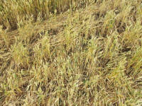 Cley Hill, Wiltshire crop circle, aerial photo 69